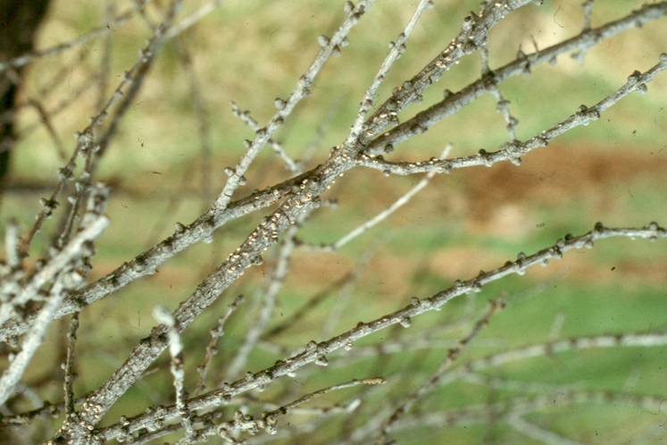 Lerkiáta á greinum.jpg